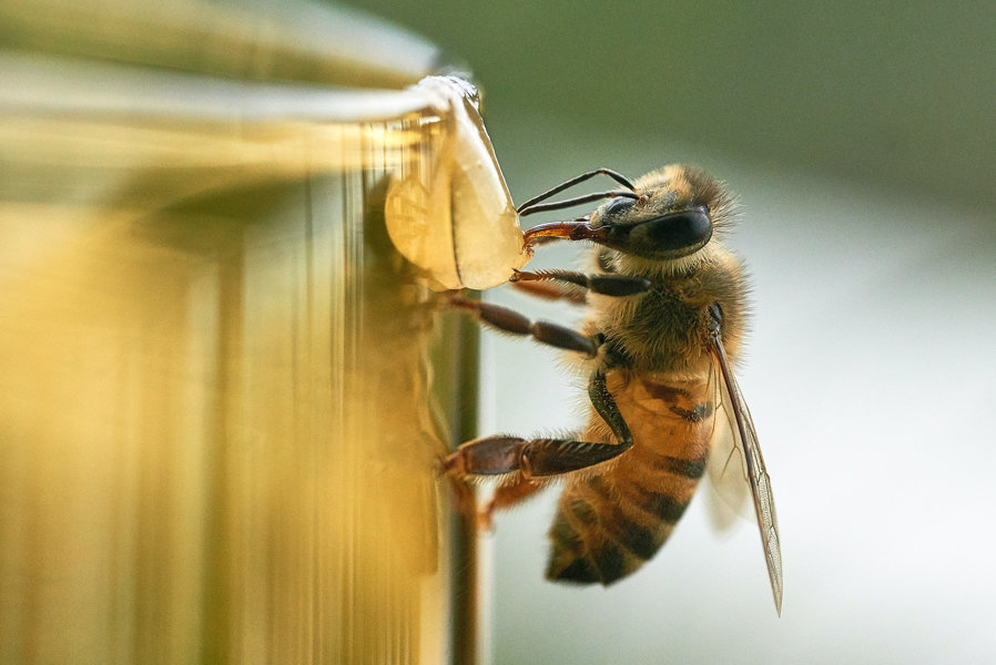 Amerikanischer Honig ist radioaktiv