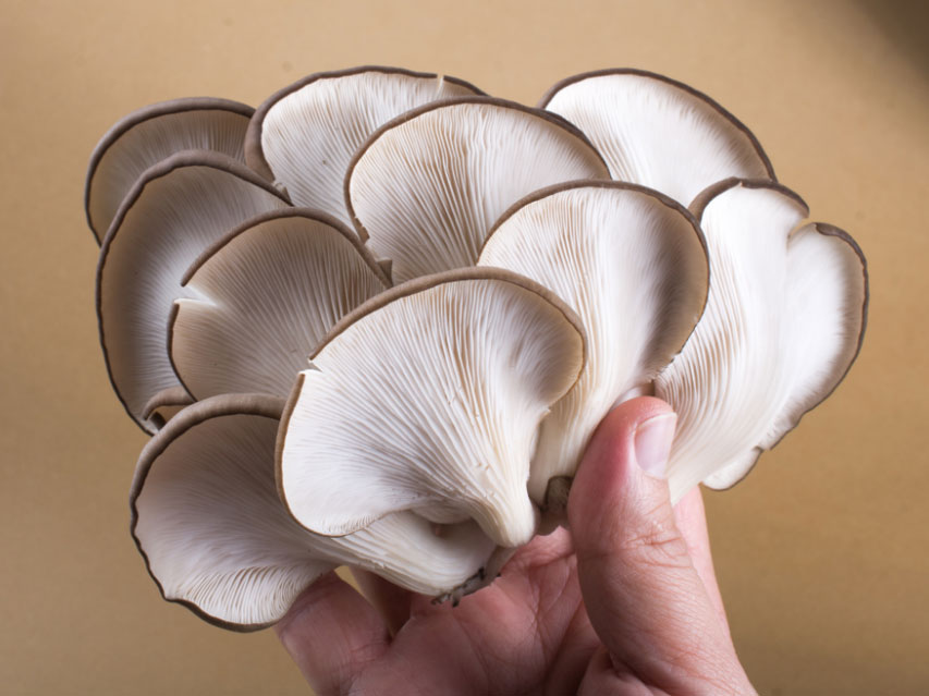 Viel Pilze essen kann Krebsrisiko senken