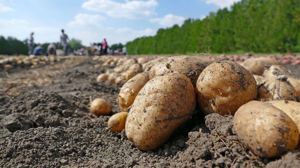 Um Ihren Tagesbedarf an Vitamin b6 zu decken, müssten Sie etwa 1,5 Pfund Kartoffeln essen.