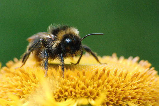 14 gesundheitliche Vorteile und 3 Nebenwirkungen von Bienenpollen