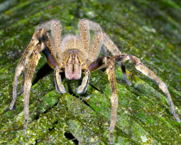 Brasilianische-Wanderspinne