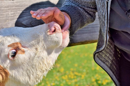 Ist A2-Milch besser als A1-Kuhmilch