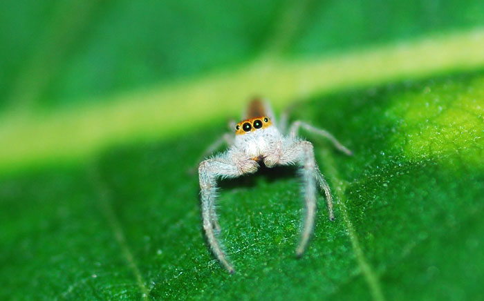 Springende-Spinne