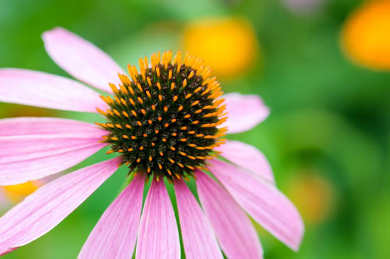 11 erstaunliche gesundheitliche Vorteile von Echinacea