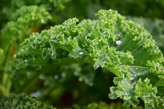 13 erstaunliche gesundheitliche Vorteile von Grünkohl