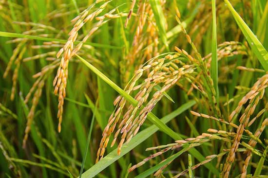 Brauner Reis vs. Weißer Reis Gesunde Ernährung Enthüllt
