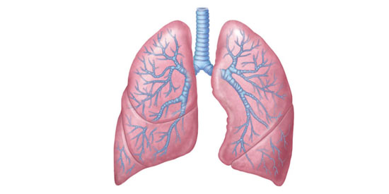 Tipps zur Verbesserung der Lungengesundheit und Reinigung der Lunge