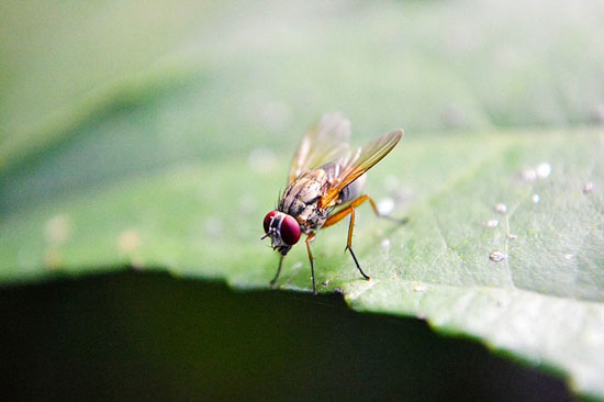 Wie man Fruchtfliegen und Mücken schnell loswird