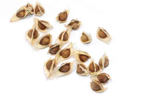 10 gesunde Wirkung von essen moringa Samen