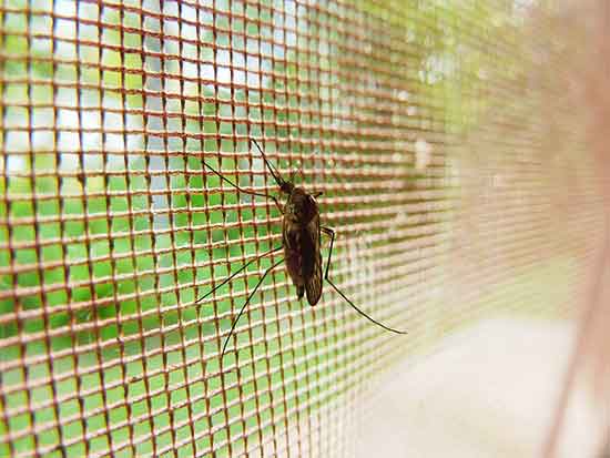 11 beste natürliche Hausmittel gegen Malaria