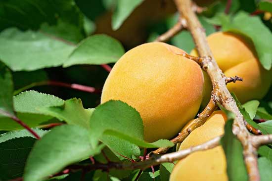 11 gesunde Ernährungswirkung der Aprikose (Vitamine und Inhaltsstoffe)