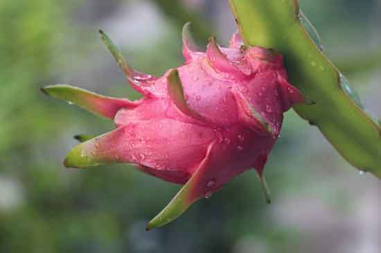 11 gesunde Ernährungswirkung der Drachenfrucht