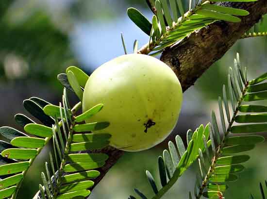 11 gesunde Ernährungswirkung von Amla-Früchten oder -Pulver