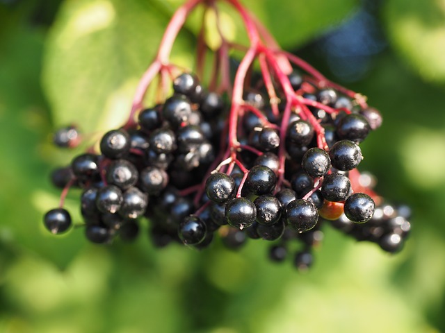 11 gesunde Wirkung von Holunderbeeren und Holundersaft