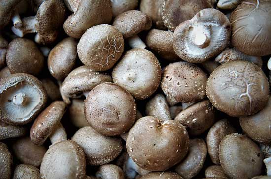 11 gesunde Wirkung von Shiitake-Pilzen