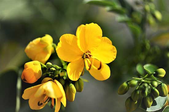 13 erstaunliche gesundheitliche Vorteile der senna pflanze