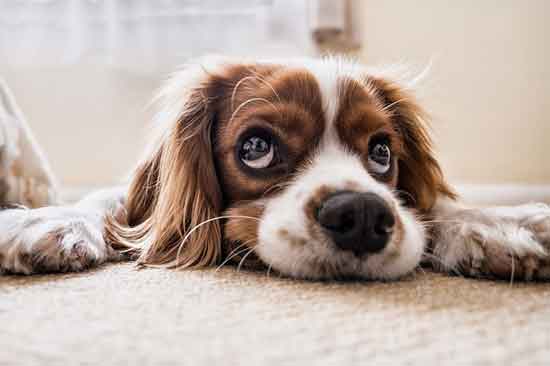 7 Dinge schlecht für Ihr Haustier, die Sie vermeiden sollten