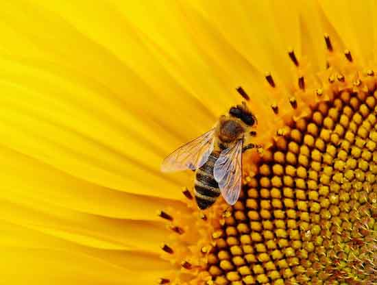 9 Honigsorten, Honiggeschichte und Nebenwirkungen