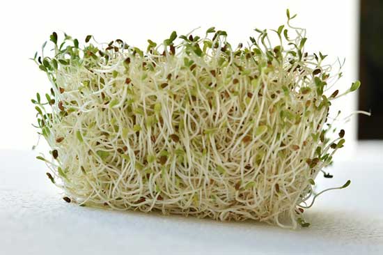 Alfalfa sprossen 13 erstaunliche Ernährungseffekte, die Sie kennen müssen!
