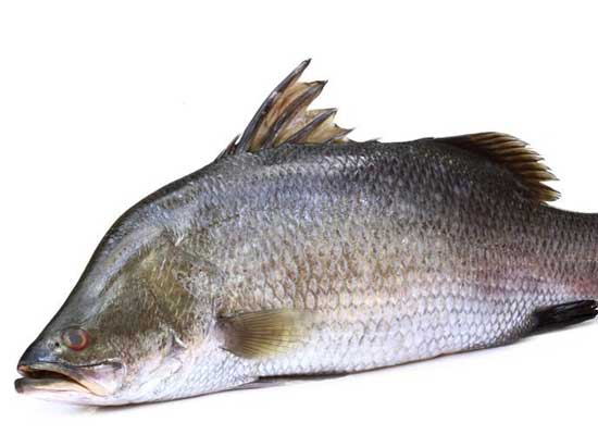 Barramundi-Fisch 11 gesunde Ernährungseffekte