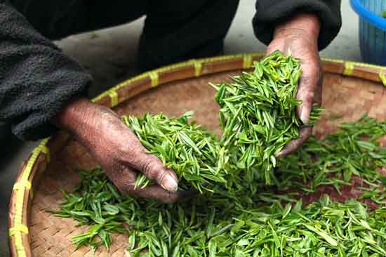 China grüner Tee 11 nachgewiesene gesunde Wirkung
