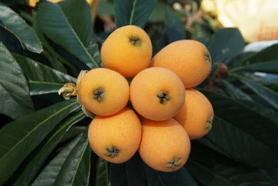 Eriobotrya japonica (Mispel) - warum diese chinesische Frucht 13 Vorteile für die Gesundheit hat.