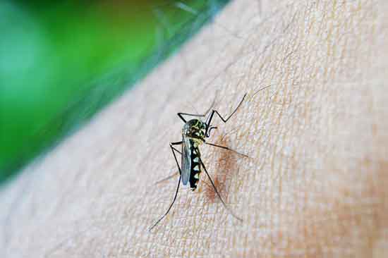 Mückenstich 5 Hausmittel gegen Juckreiz