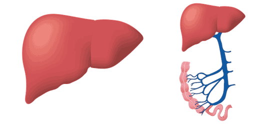 Top 11 Symptome und Warnzeichen von Hepatitis c