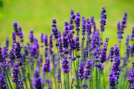 Top 13 Lavendel heilende Wirkung können Sie nicht vernachlässigen (und warum)