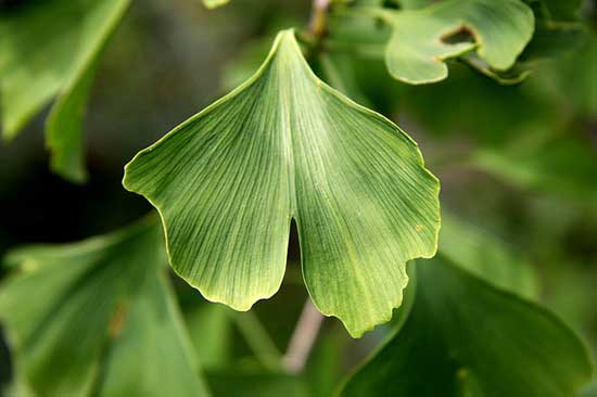 Top 7 nachgewiesene gesunde Wirkung von Ginkgo biloba (inklusive Extrakt)