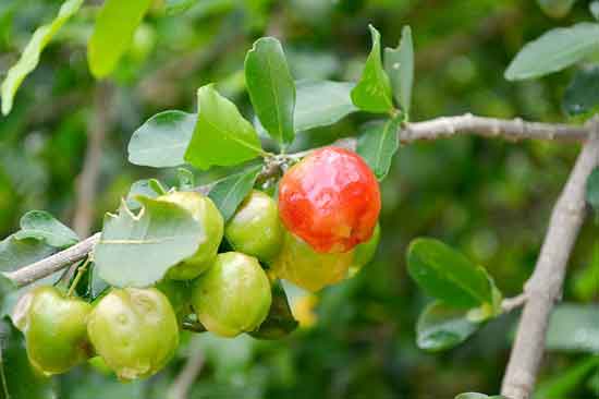 Was ist Acerola 11 gesunde Wirkung der Acerolafrucht