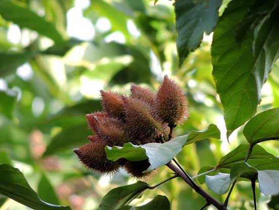 Was ist Annatto 11 beeindruckende gesundheitliche Vorteile (schädlich oder nicht)