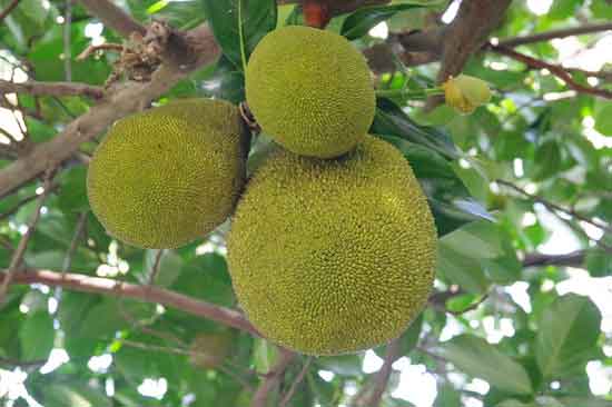 Was ist Jackfrucht 11 Gesunder Ernährungseffekt