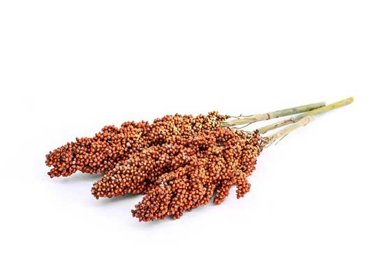 Was ist Sorghum Top 11 Ernährungseffekt von Sorghum (und Mehl)