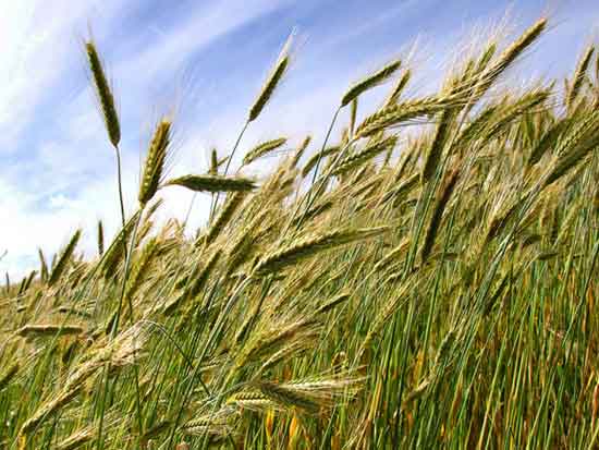 Was ist Triticale Hier sind 11 beeindruckende Gesundheitseffekte davon