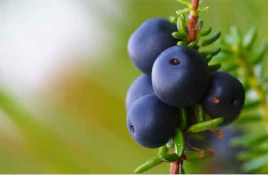 Was sind Krähenbeeren 16 gesunde Wirkung der Krähenbeere