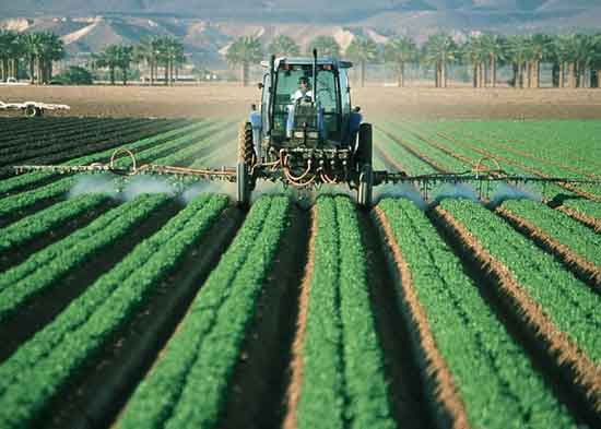 12 Lebensmittel mit hohem Pestizidgehalt