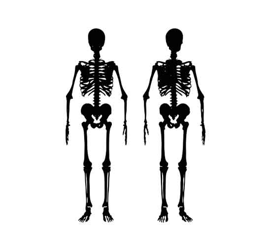 Einführung des Skelettsystems Anatomie und Funktion