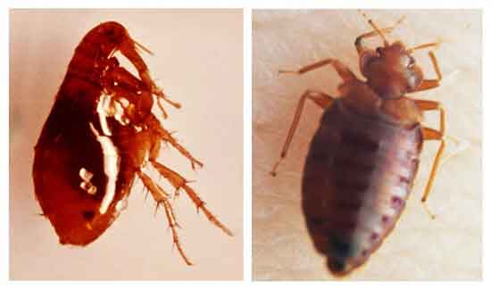 Flohbisse vs. Bettwanzenbisse Symptome, Behandlung