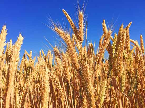 Gerste gesunde Ernährungswirkung und Nebenwirkungen