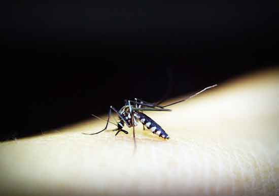 Mückenstich Symptome, Heimbehandlung