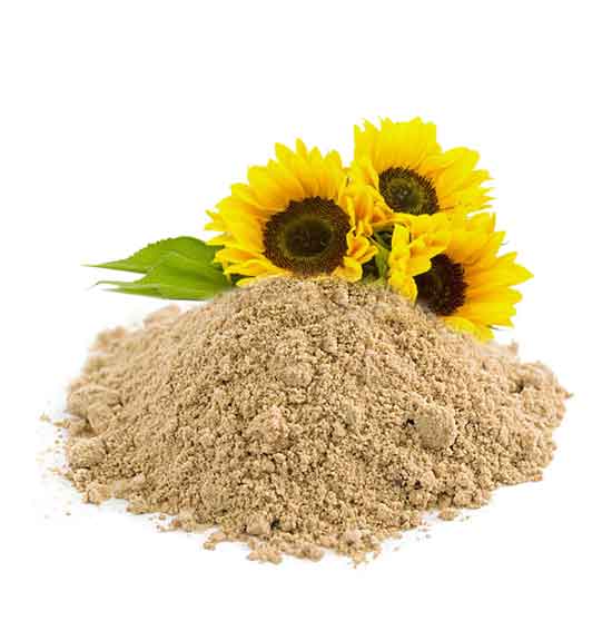 Sonnenblumenlecithin gesunde Wirkung und Nebenwirkung