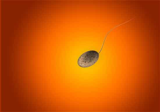 Wie bald können Sie nach einer Fehlgeburt ovulieren