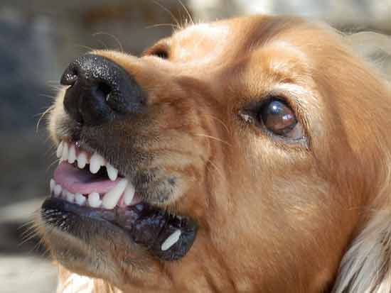 hundebiss behandeln und Hundebissen-Infektionen