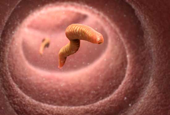 5 Parasiten und Würmer im menschlichen Körper