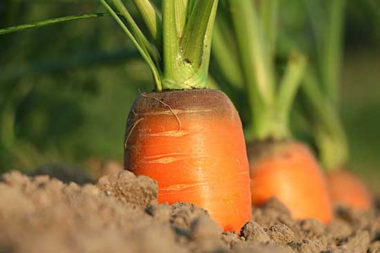 Carotinoide und Carotin-Tabletten