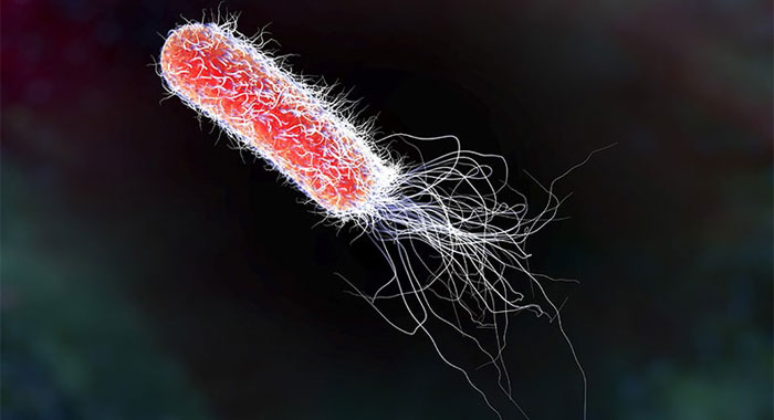 E. Coli Infektion Ursachen, Symptome, Prävention, Behandlung