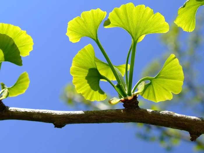 Ginkgo-biloba,-Kraut-von-einem-chinesischen-Baum