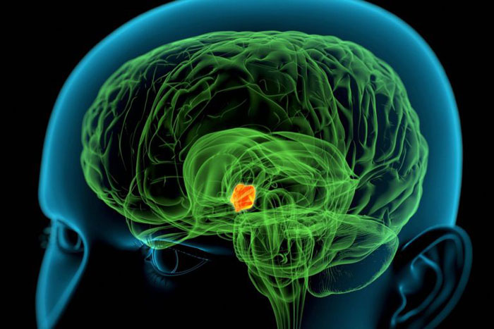 Hypothalamus Anatomie, Funktion, Bedingungen, Gesundheitstipps