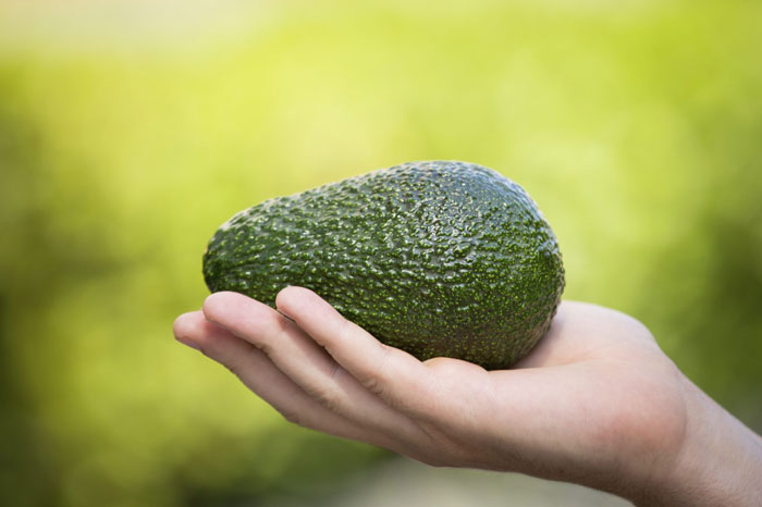 Ist Avocado eine Frucht oder ein Gemüse